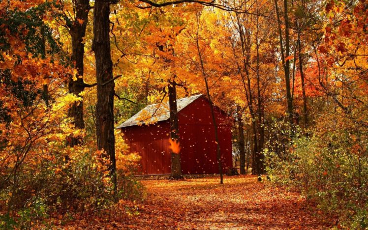 leaf, Fall, Autumn, Garage, Wood, Trees, October HD Wallpaper Desktop Background