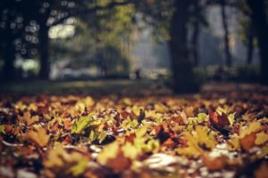 leaves, October, Light, Autumn, Park