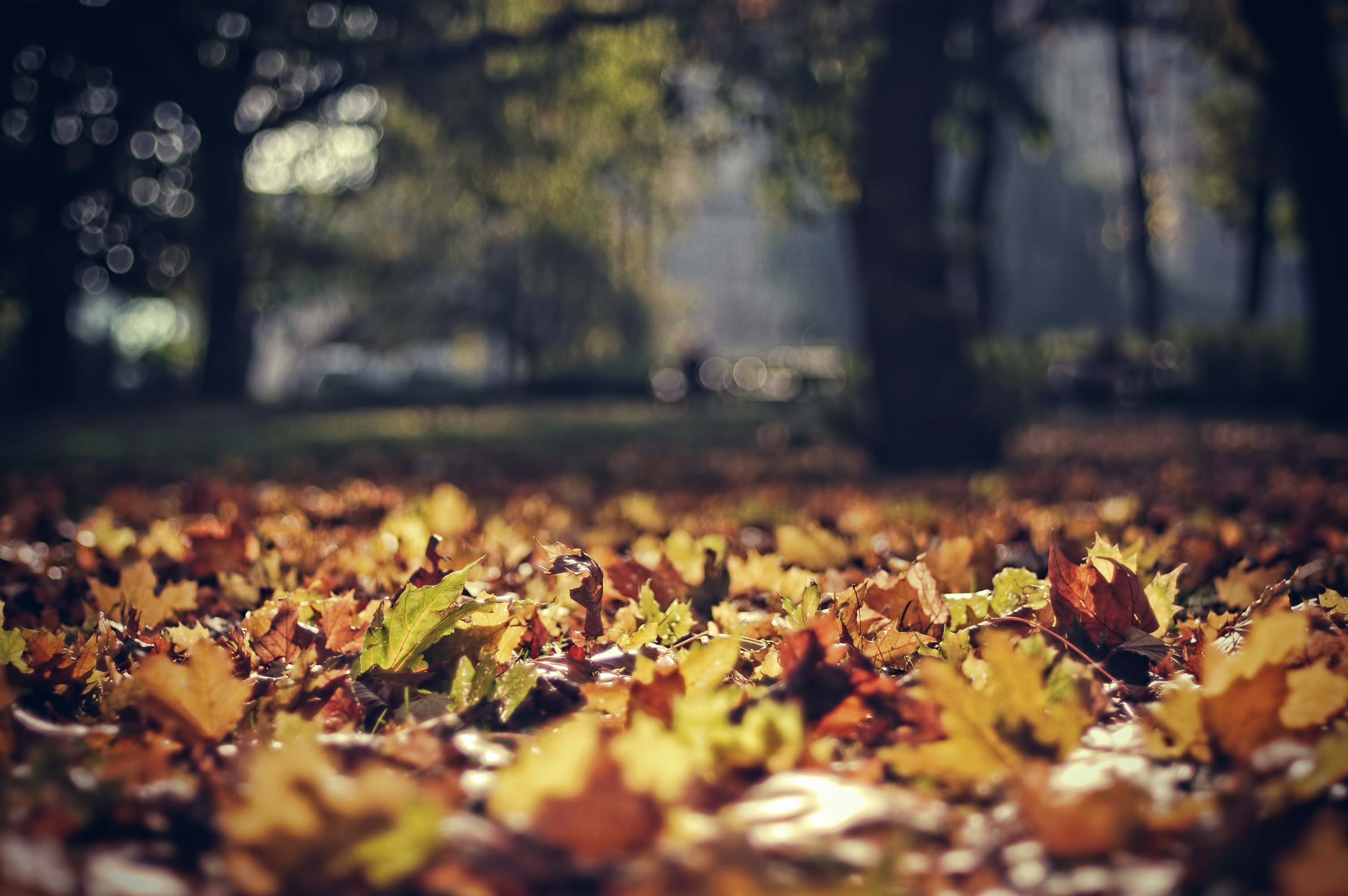 leaves, October, Light, Autumn, Park Wallpaper