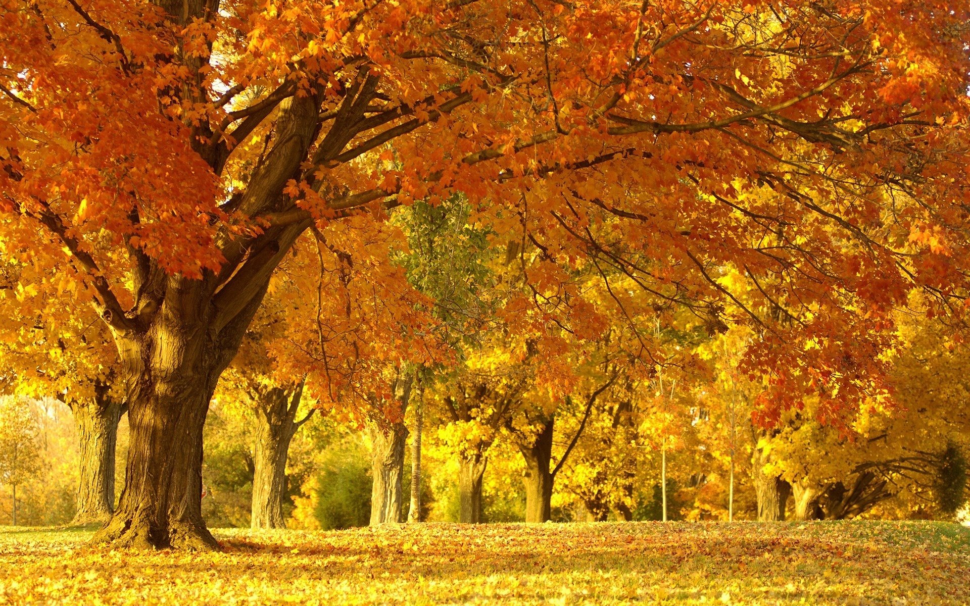 wood, Trees, Very, Much, October, Silence, Avenue, Colors Wallpaper