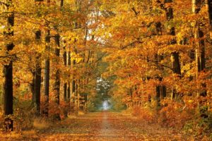 road, Autumn, Trees, Avenue, Leaf, Fall, October, Way