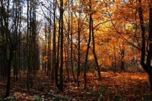 wood, Young, Growth, Autumn, Leaf, Fall, Trees, Naked, October