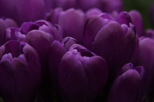 purple, Tulips, Flower