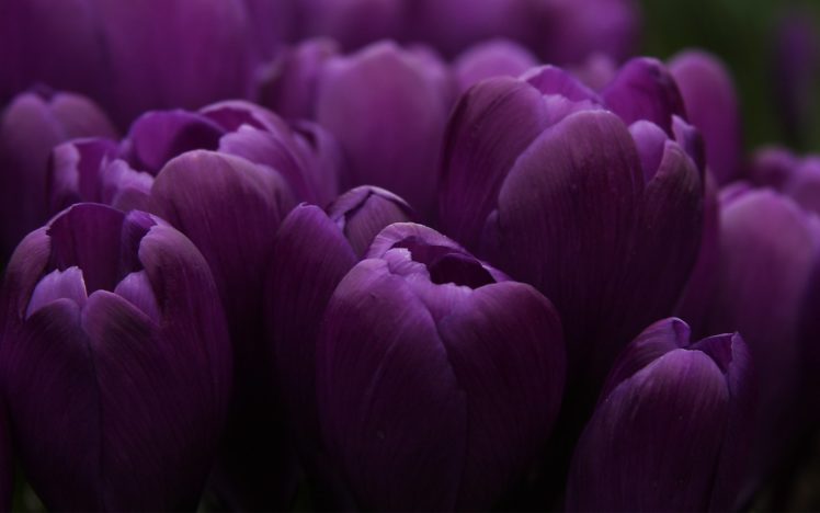 purple, Tulips, Flower HD Wallpaper Desktop Background
