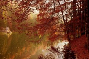 red, Autumn, Foliage, Autmn, Leaf, Tree, Forest, River, Natur
