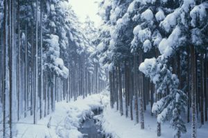 stream, Forest, Tree, Winter, Natur