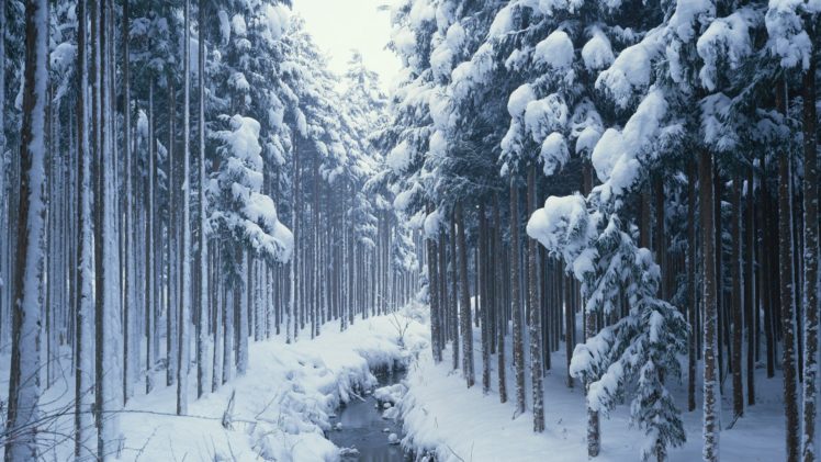 stream, Forest, Tree, Winter, Natur HD Wallpaper Desktop Background