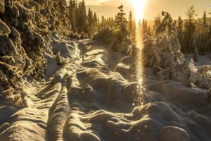 sunny, Winter, Day, Snow, Forest, Tree, Path, Sky, Natur