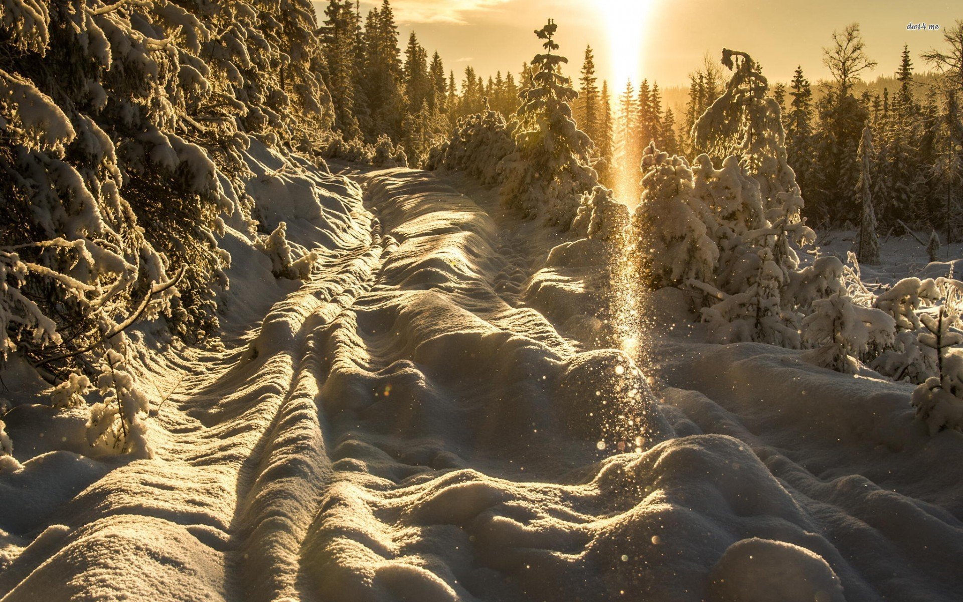 sunny, Winter, Day, Snow, Forest, Tree, Path, Sky, Natur Wallpaper