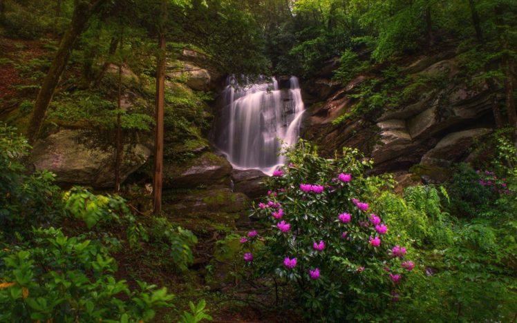 river, Forest, Plants, Waterfall HD Wallpaper Desktop Background