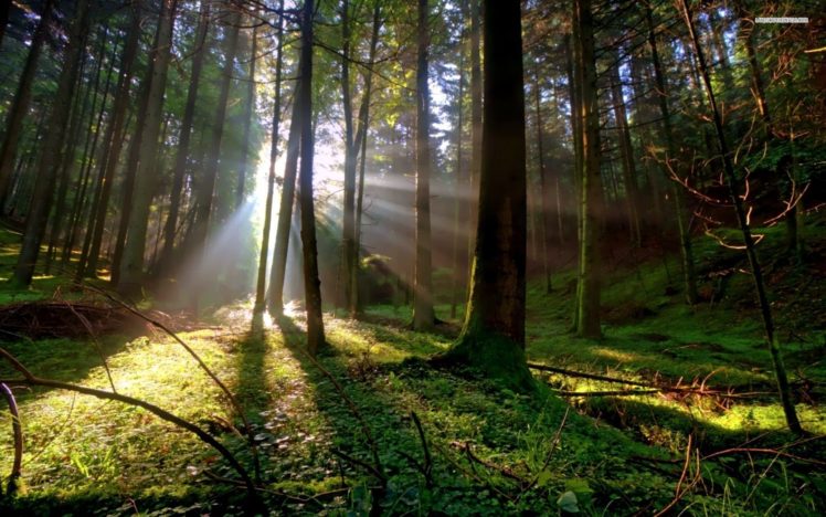 sun, Shining, Between, Trees, Forest, Natur HD Wallpaper Desktop Background
