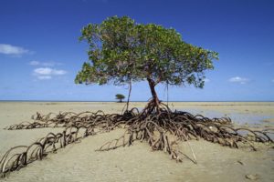 mangrove, Tree, National, Par