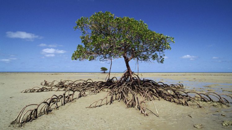 mangrove, Tree, National, Par HD Wallpaper Desktop Background