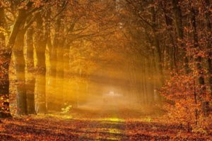 beautiful, Fog, Forest, Tree, Sunlight