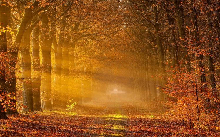 beautiful, Fog, Forest, Tree, Sunlight HD Wallpaper Desktop Background