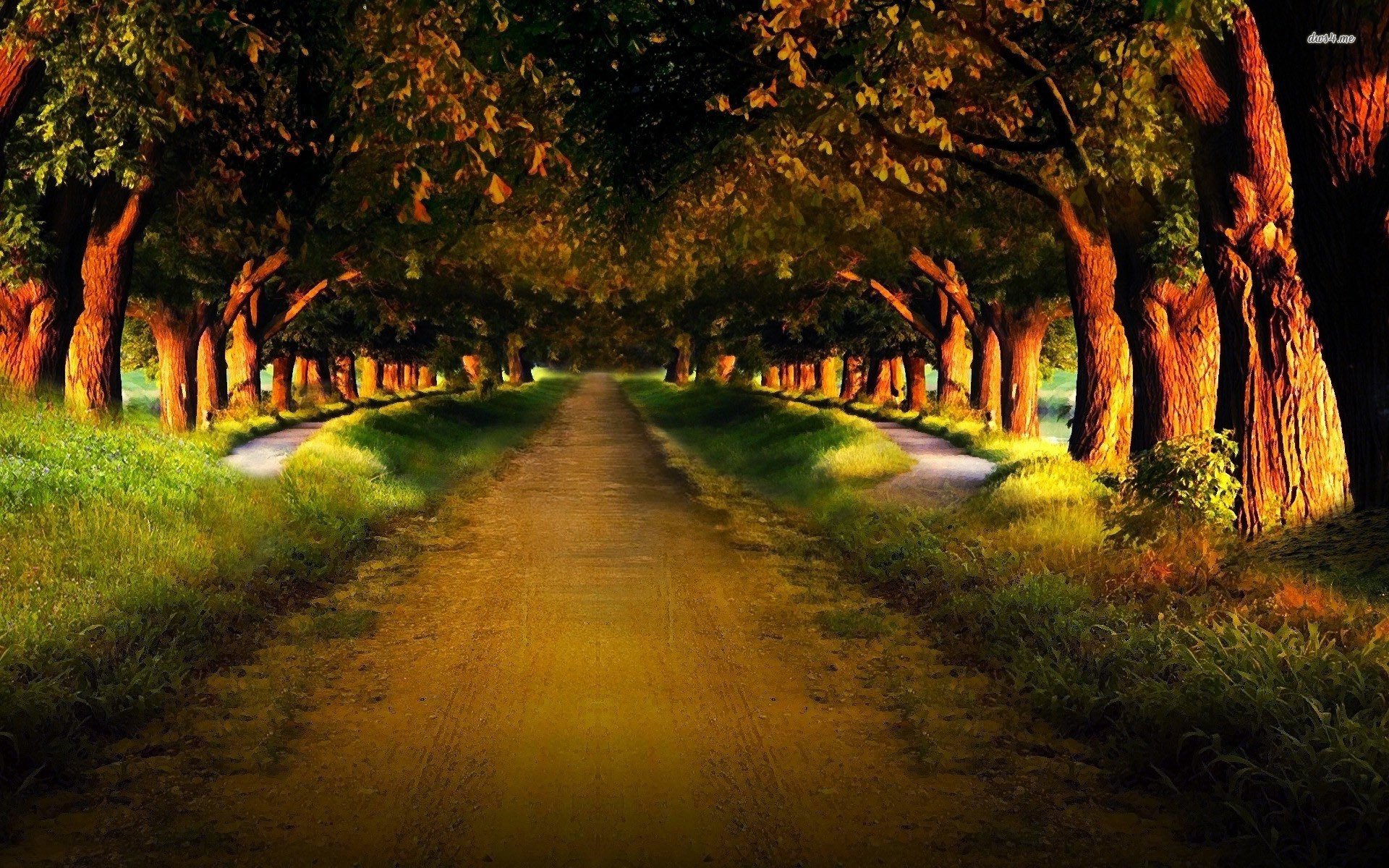 road, Throught, Forest, Tree, Grass, Natur Wallpaper