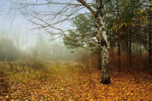 foggy, Fall, In, The, Forest, Autumn, Tree, Leaf, Foliage, Natur
