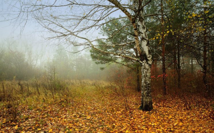 foggy, Fall, In, The, Forest, Autumn, Tree, Leaf, Foliage, Natur HD Wallpaper Desktop Background