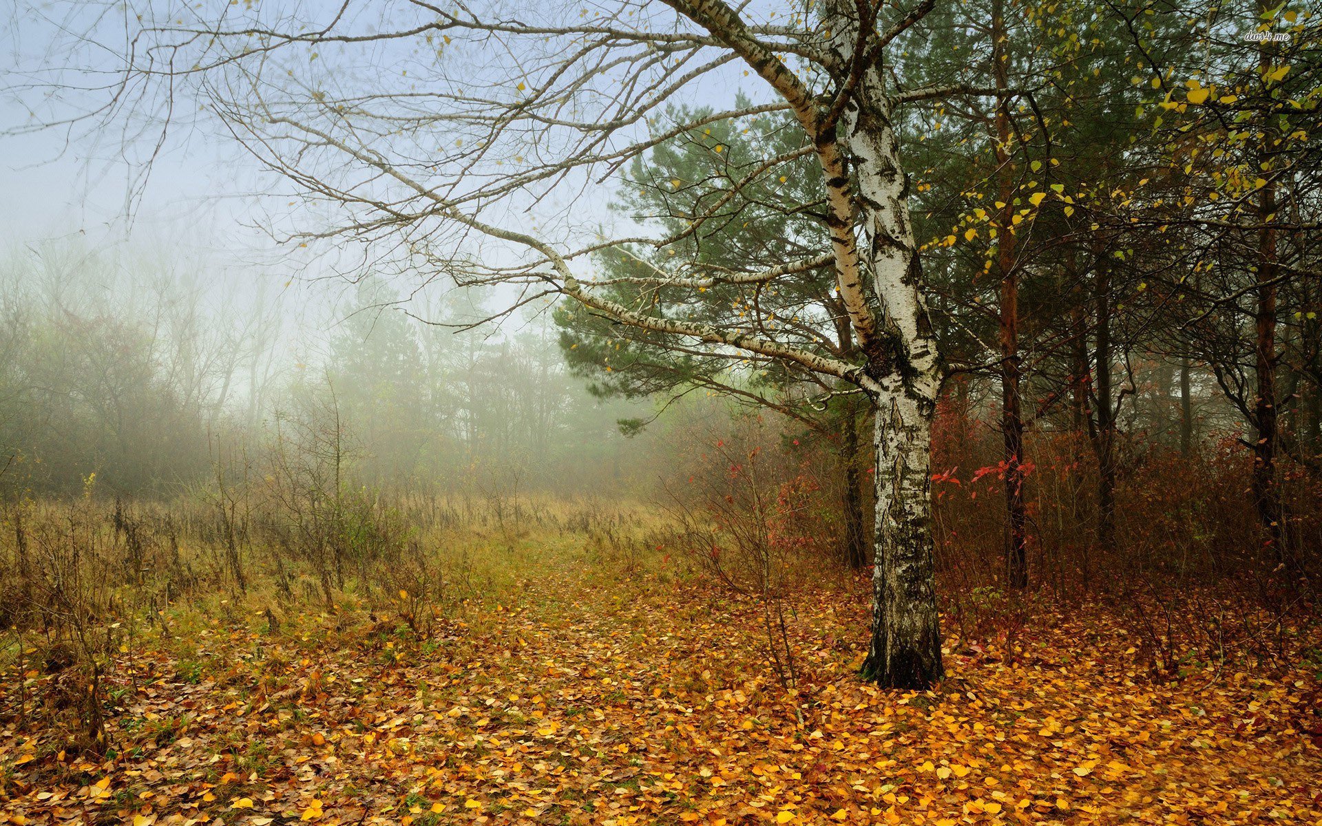 foggy, Fall, In, The, Forest, Autumn, Tree, Leaf, Foliage, Natur Wallpaper