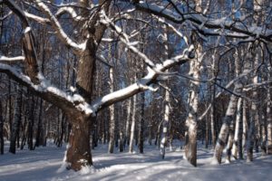 snow, Forest, Tree, Winter, Natur