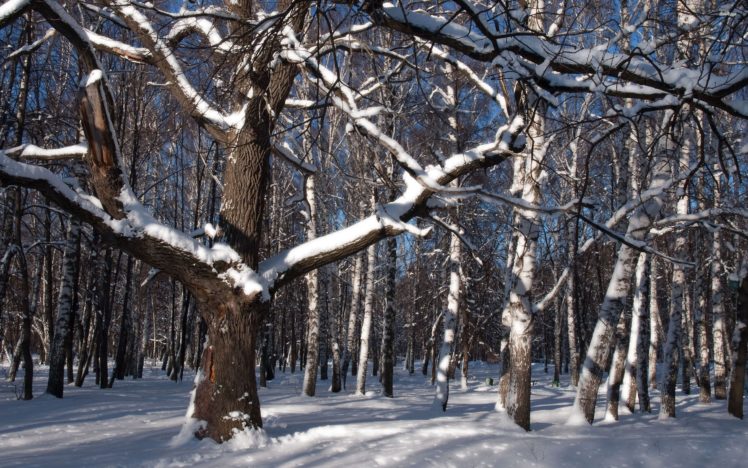 snow, Forest, Tree, Winter, Natur HD Wallpaper Desktop Background