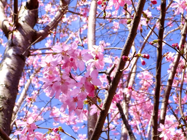 blossom, Flowers HD Wallpaper Desktop Background