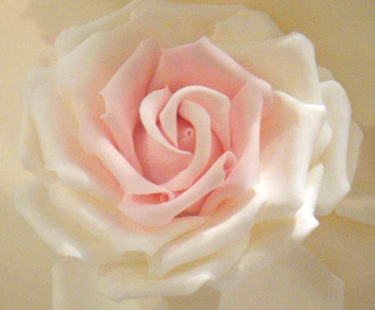 rose, Flowers HD Wallpaper Desktop Background