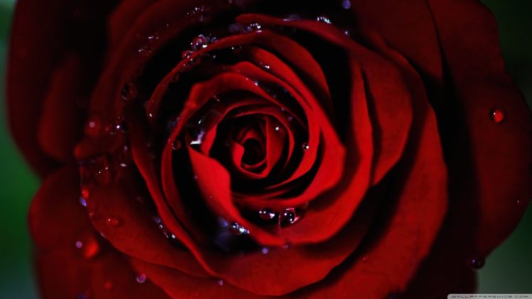 red, Rose, Flowers HD Wallpaper Desktop Background