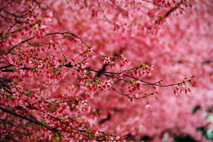 blossom, Flowers, Retina HD Wallpaper Desktop Background
