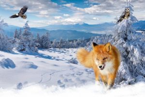fox, In, Snow