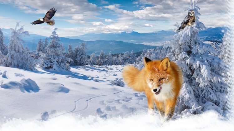 fox, In, Snow HD Wallpaper Desktop Background