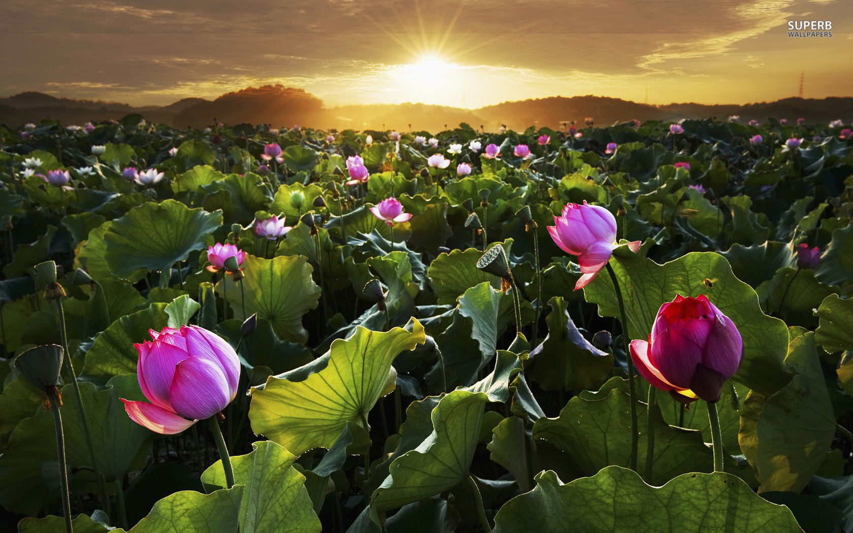 water, Lillies Wallpaper