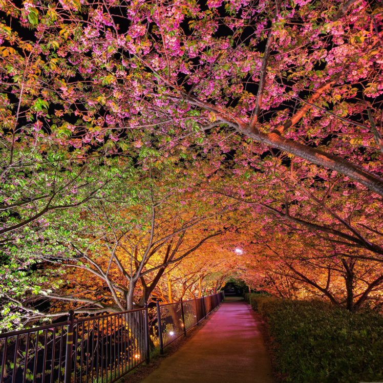 tunnel, Of, Love, Among, Pink, Cherry, Trees HD Wallpaper Desktop Background