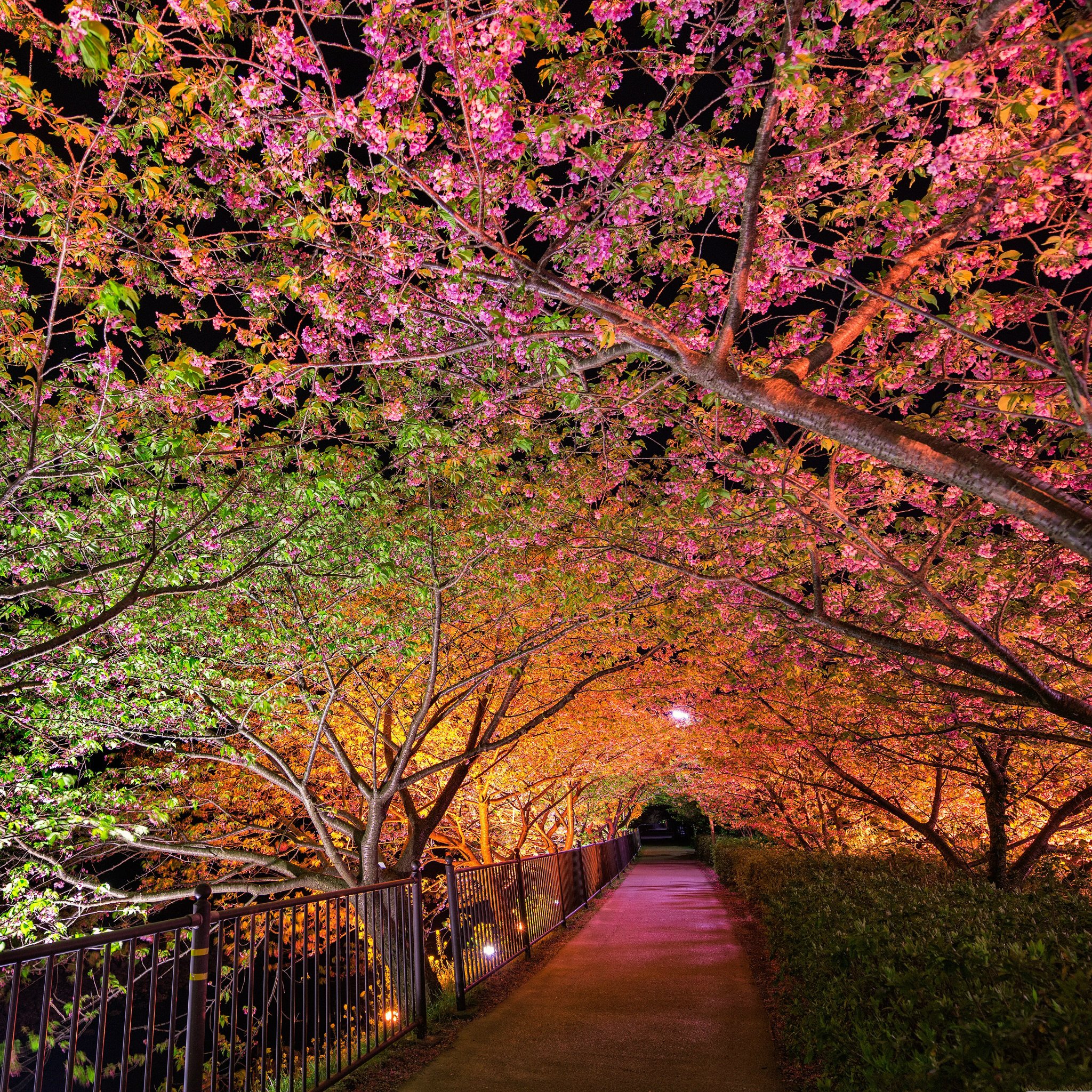 tunnel Of Love Among  Pink  Cherry Trees Wallpapers  HD 