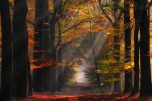 morning, Nature, Path, Sun, Rays, Landscape, Netherlands, Trees, Sunlight, Forest, Leaves, Mist, Atmosphere, Fall