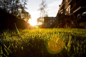 grass, Nature, Sunlight, Sunset, Photography, Bokeh