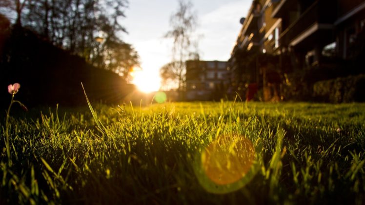 grass, Nature, Sunlight, Sunset, Photography, Bokeh HD Wallpaper Desktop Background