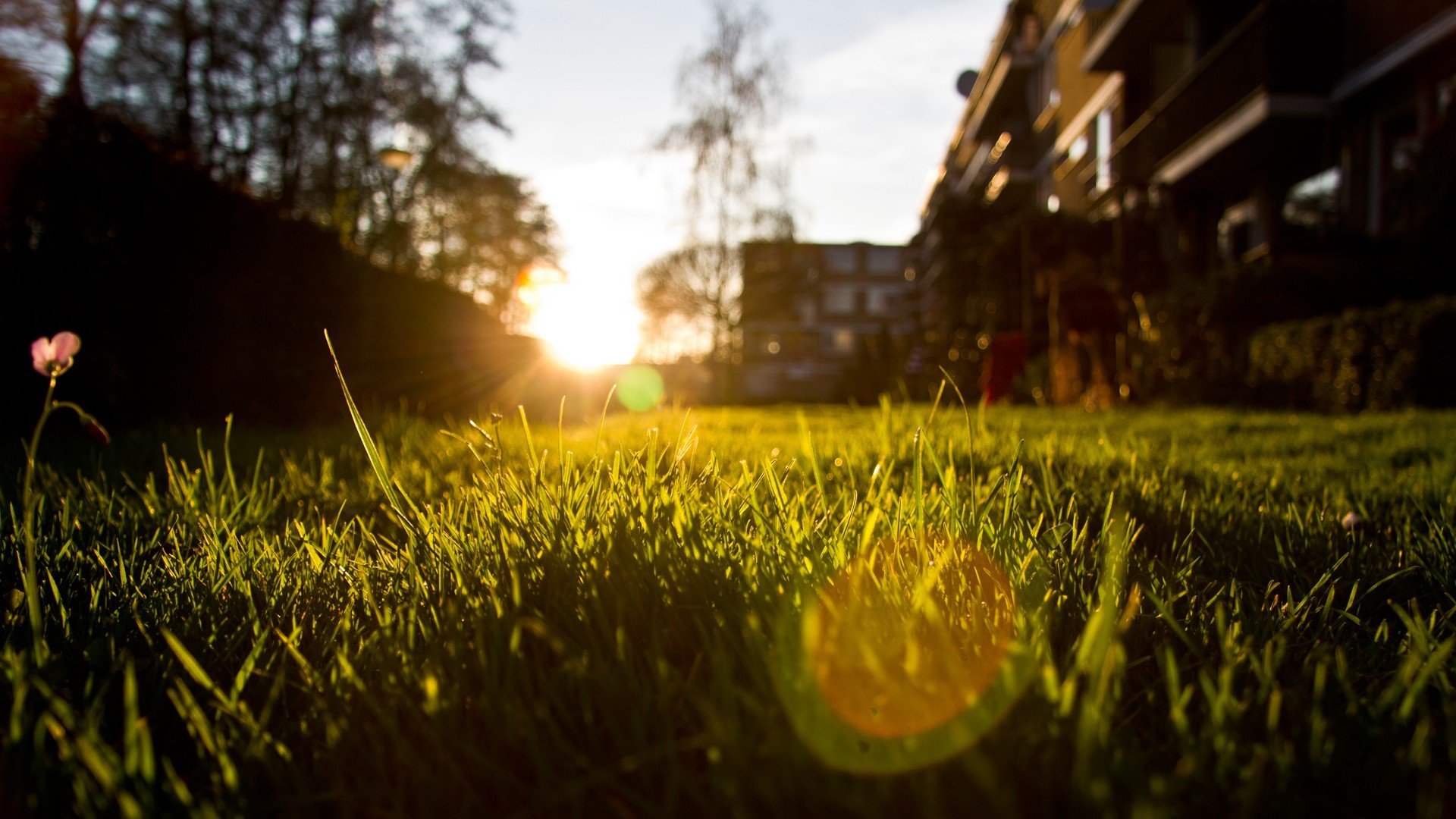 grass, Nature, Sunlight, Sunset, Photography, Bokeh Wallpaper