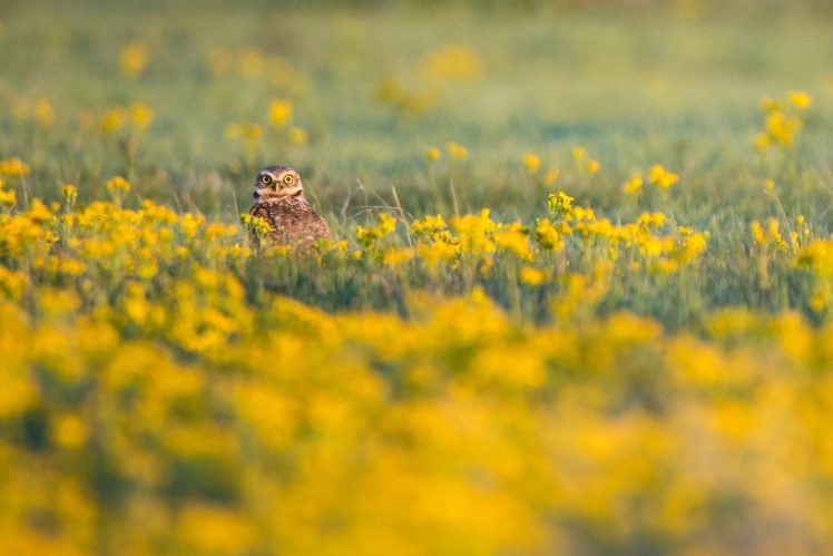 flowers, Field, Birds, Owl, Looking, At, Viewer, Yellow, Flowers HD Wallpaper Desktop Background