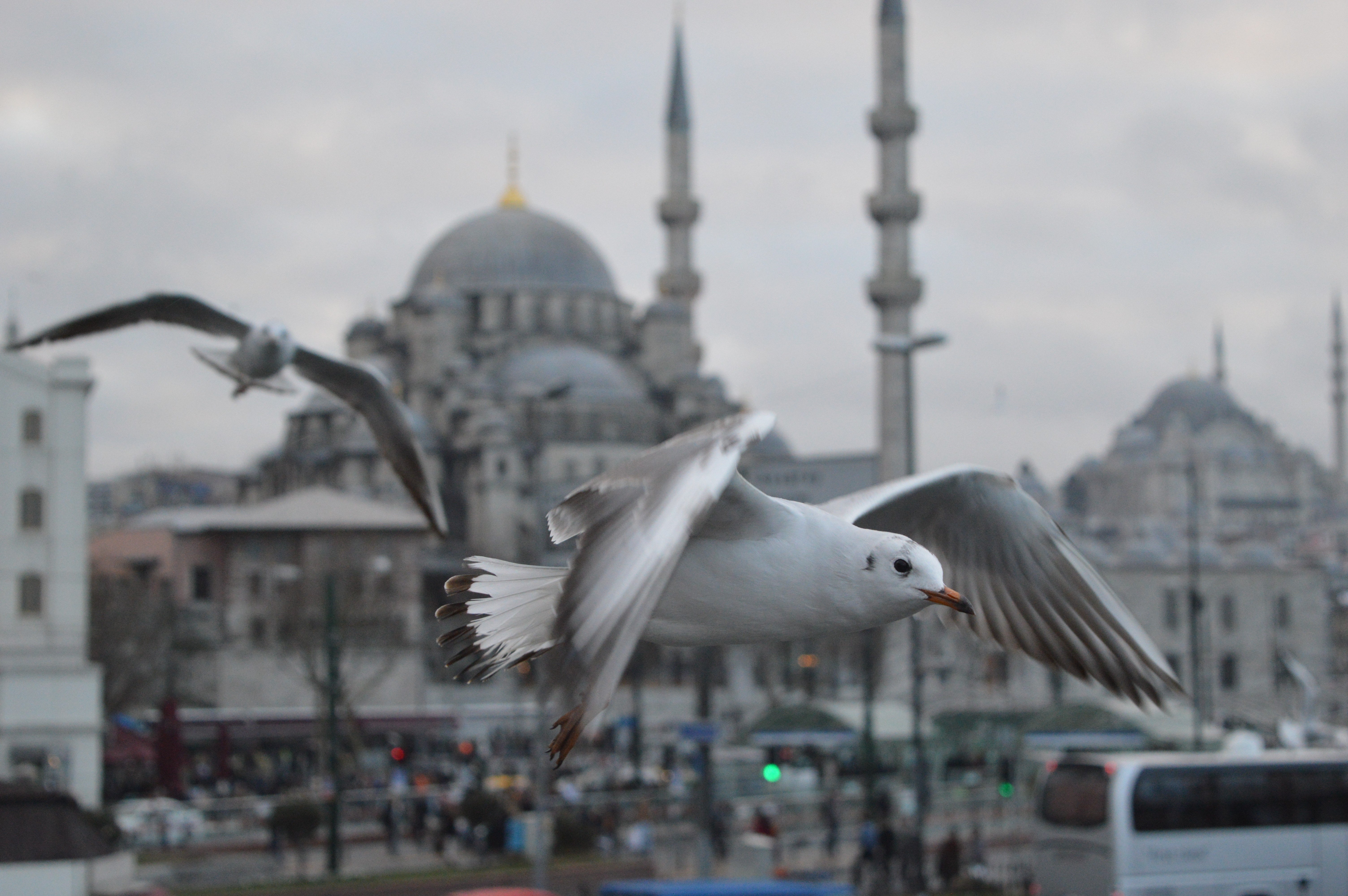 animals, Birds, Istanbul, Mosque, Seagulls, Turkey, Original Wallpaper