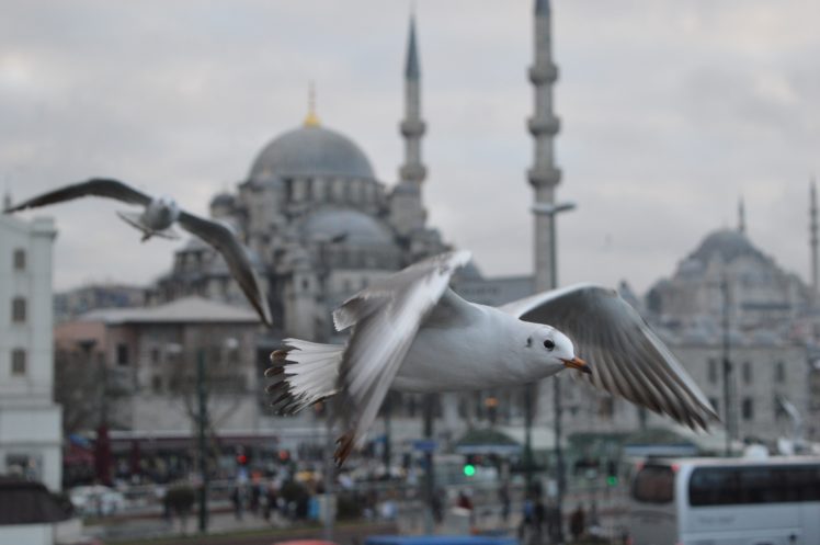animals, Birds, Istanbul, Mosque, Seagulls, Turkey, Original HD Wallpaper Desktop Background