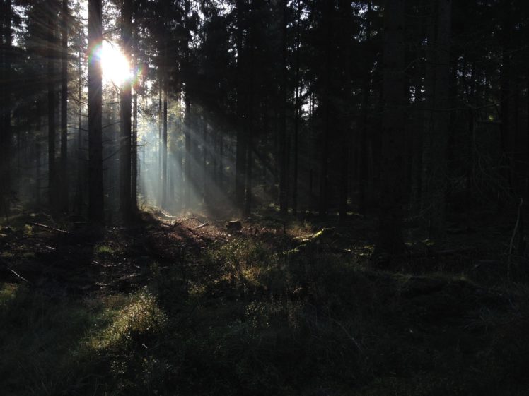 the, Light, Creeping, Through, The, Trees, In, Wales HD Wallpaper Desktop Background