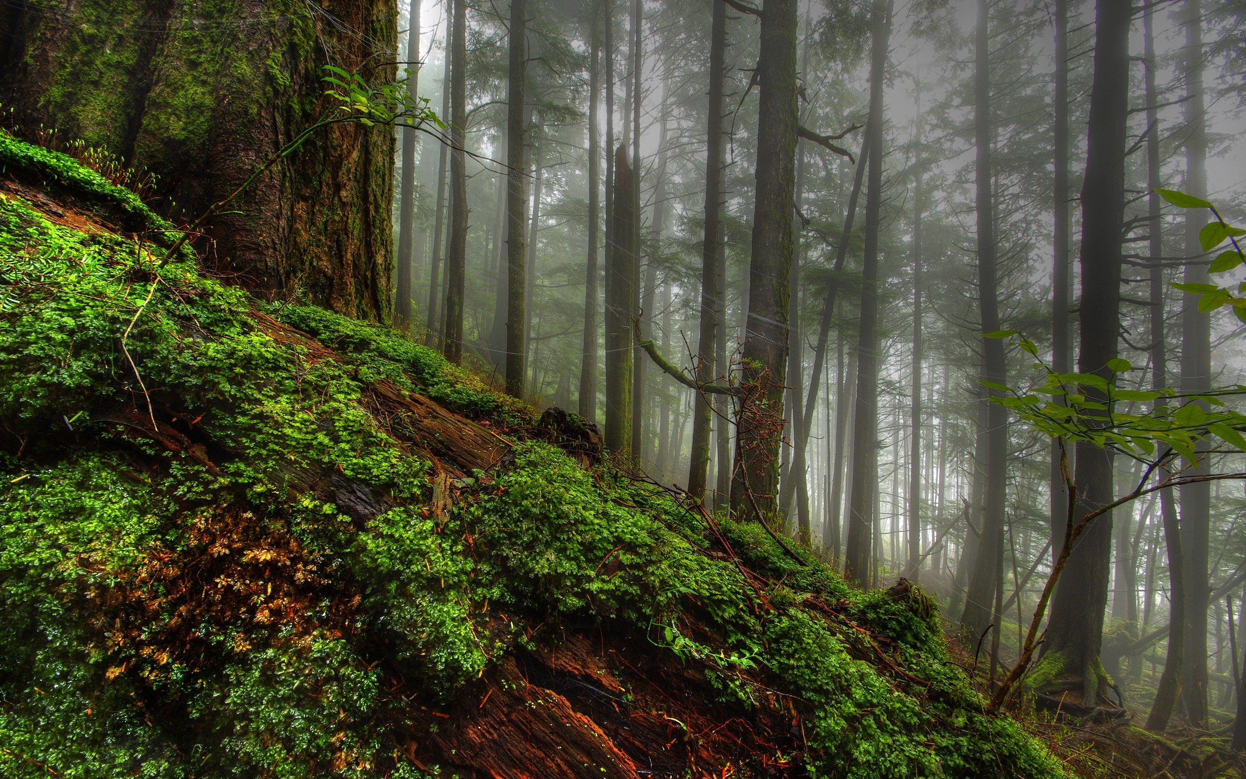 nature, Trees, Forest, Planets, Fog, Plants, Moss, Hdr, Photography, Logs Wallpaper