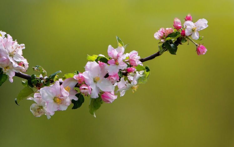 flores, Cerezo, Naturaleza HD Wallpaper Desktop Background