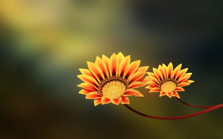 flores, Amarillas, Naturaleza HD Wallpaper Desktop Background