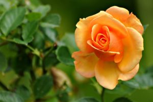 rosa, Amarilla, Flores, Naturaleza