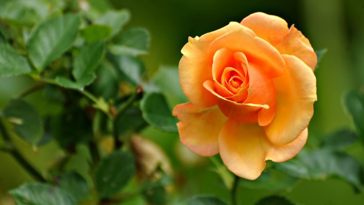 rosa, Amarilla, Flores, Naturaleza HD Wallpaper Desktop Background