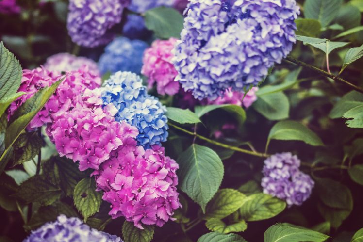 flores, Naturaleza, Colores HD Wallpaper Desktop Background