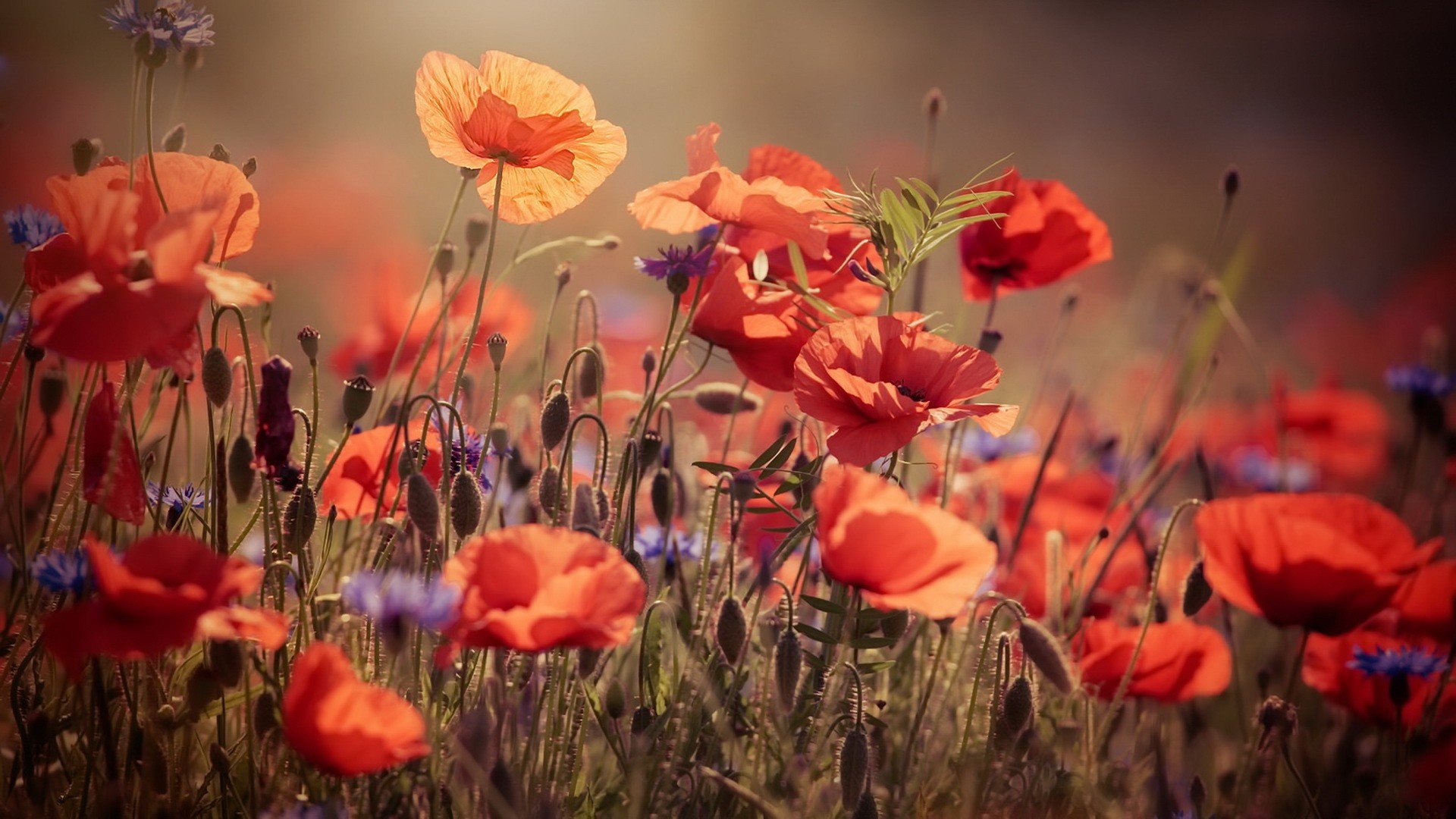 flores, Amapolas, Naturaleza Wallpaper