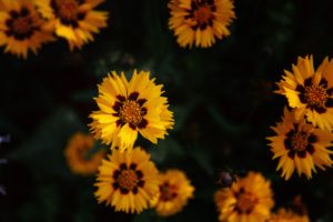 flores, Amarillas, Natutaleza